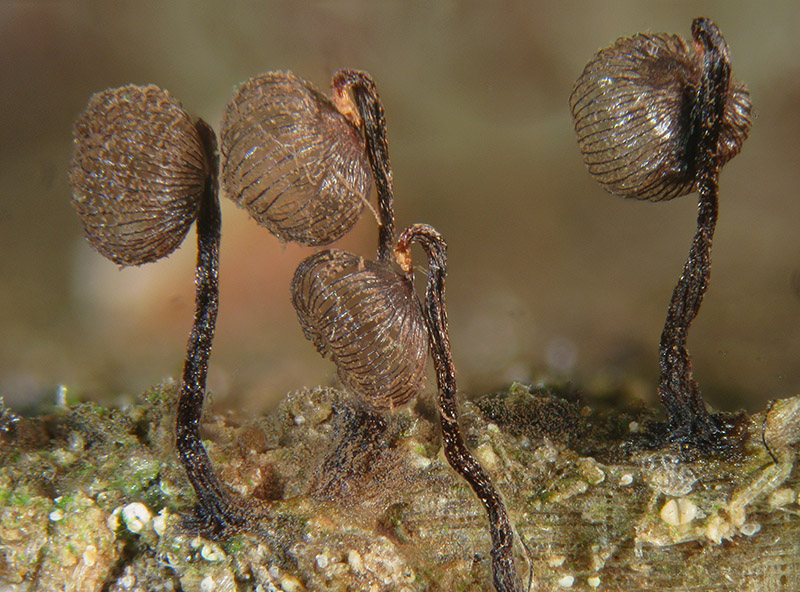 Cribraria cancellata